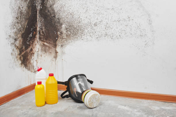 Best Mold Removal Process  in Heflin, AL