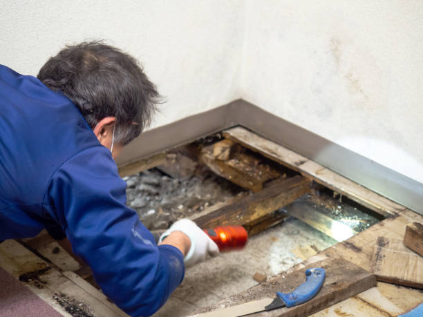 Best Toxic Mold Removal  in Heflin, AL
