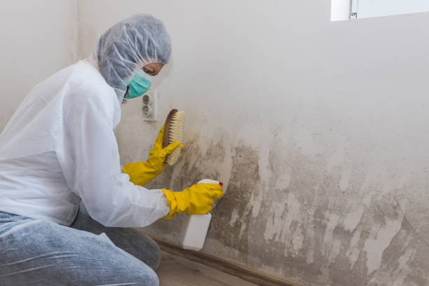 Mold Removal Process in Heflin, AL