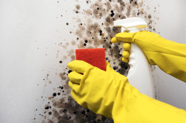 Best Office Mold Removal Services  in Heflin, AL