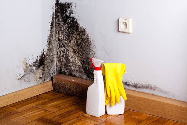 Best Affordable Mold Removal  in Heflin, AL