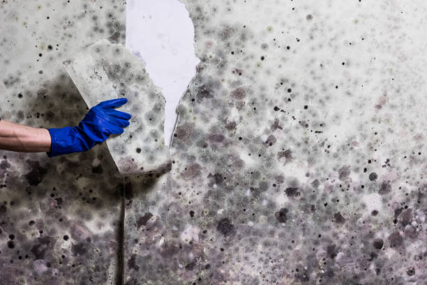 Trusted Heflin, AL Mold Removal Experts