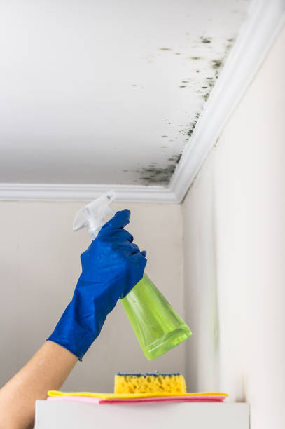 Best Mold Testing  in Heflin, AL