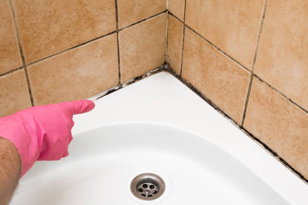 Best Professional Mold Removal  in Heflin, AL