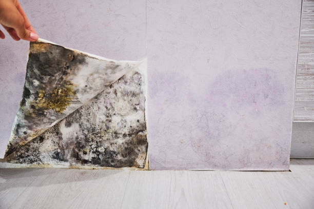 Best Emergency Mold Removal  in Heflin, AL